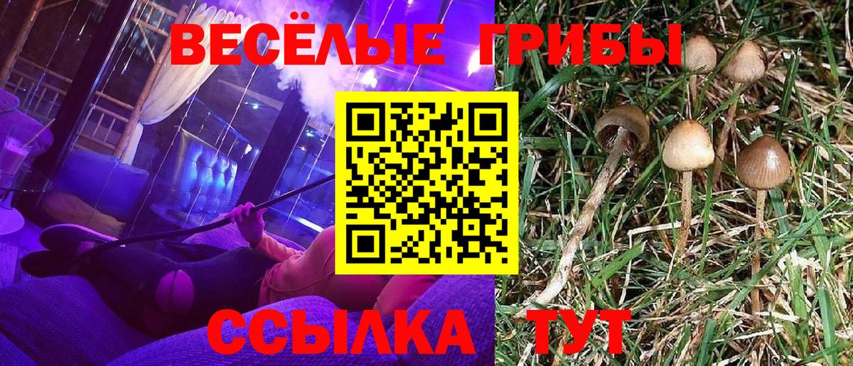 Галлюциногенные грибы Psilocybe  купить  цена  Вход с VPN  Мурино  Галлюциногенные грибы мухоморы 